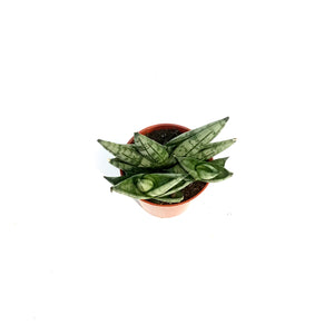 Sansevieria, 2.5in, Starfish