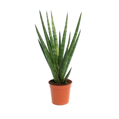 Sansevieria, 2.5in, Francissii Spiky