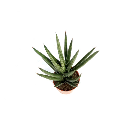 Sansevieria, 2.5in, Francissii Spiky