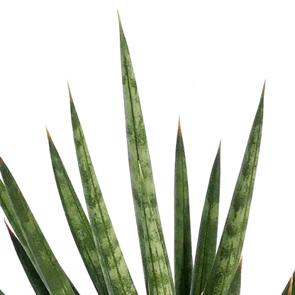 Sansevieria, 2.5in, Francissii Spiky