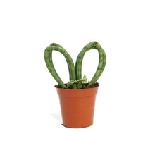 Load image into Gallery viewer, Sansevieria, 3.5in, Hearts
