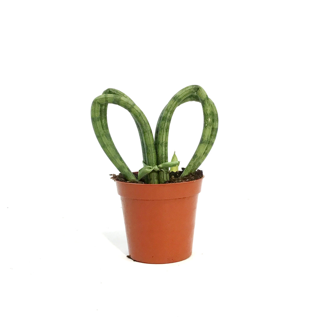 sansevieria heart Sansevieria, 3.5in, Hearts – Floral Acres Greenhouse & Garden Centre