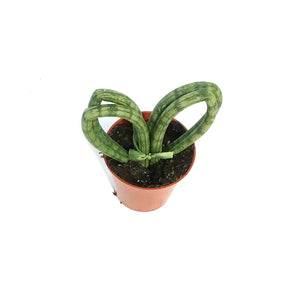 Sansevieria, 3.5in, Hearts