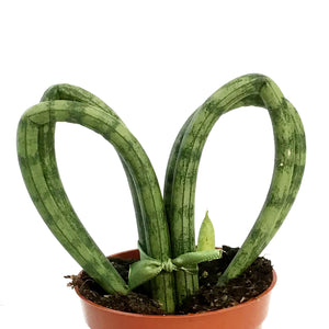 Sansevieria, 3.5in, Hearts