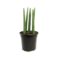 Sansevieria, 4in,Dragon Fingers