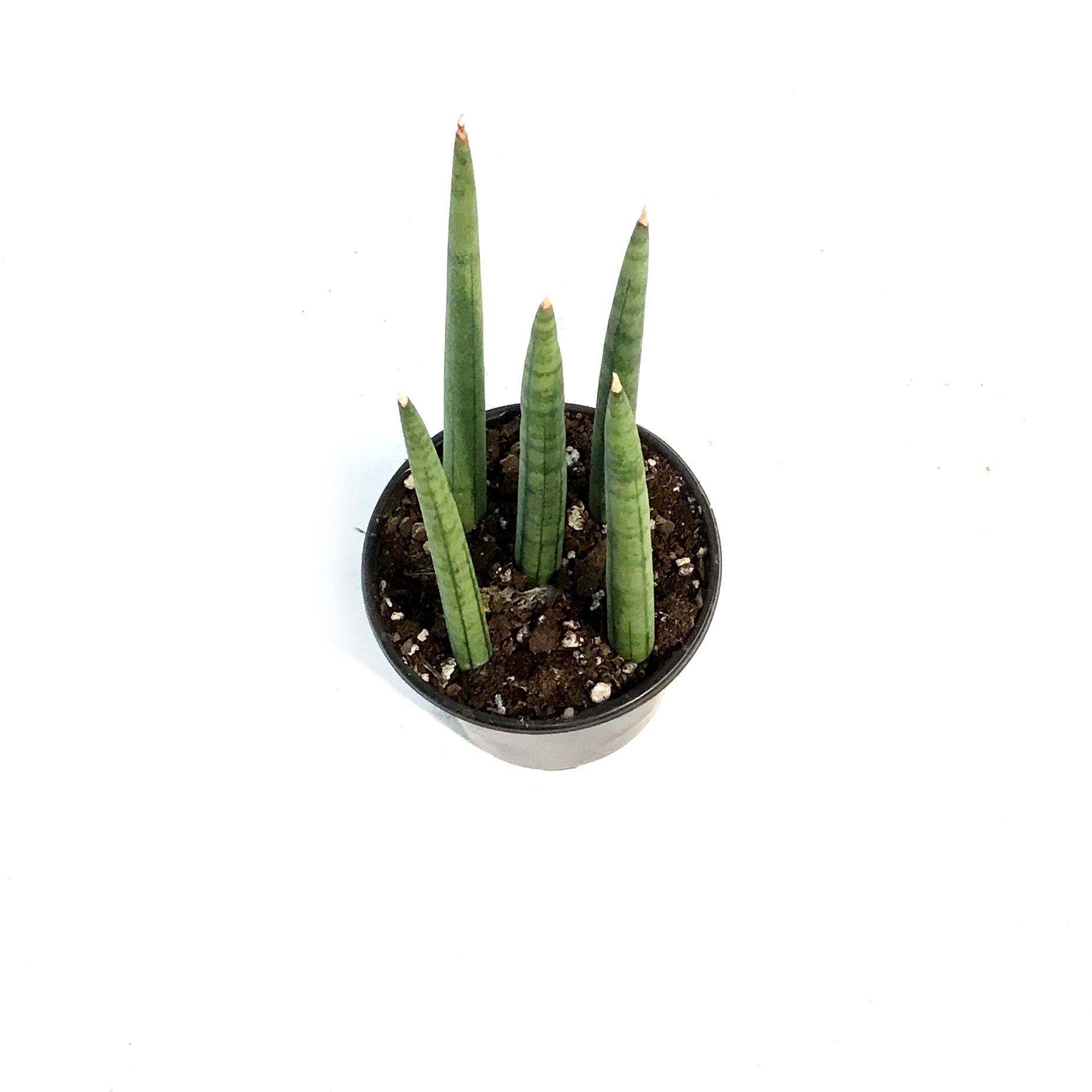 dragon fingers snake plant Sansevieria, 4in,Dragon Fingers
