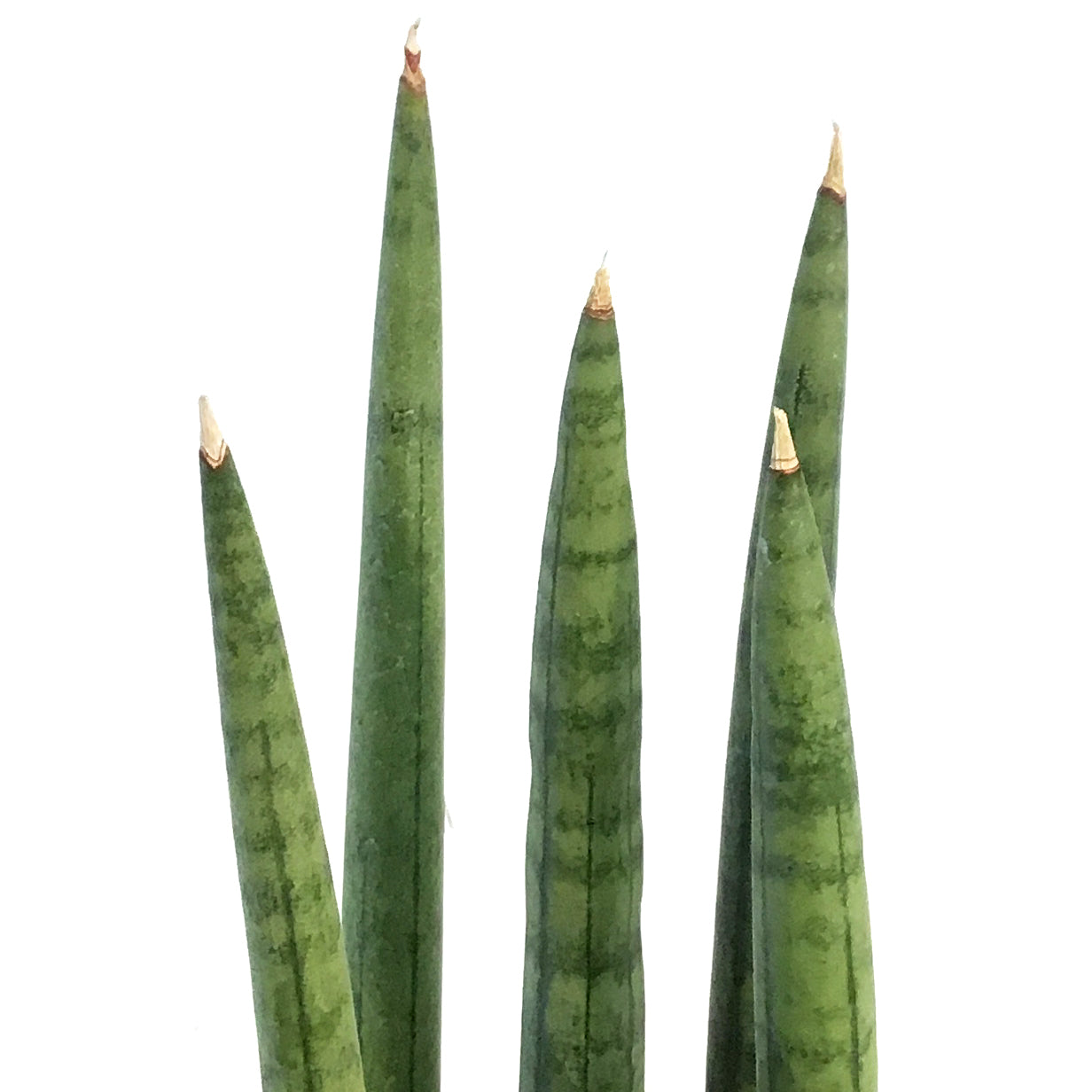 Sansevieria, 4in,Dragon Fingers