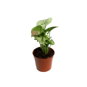 Syngonium, 2.5in, Milk Confetti