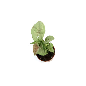 Syngonium, 2.5in, Milk Confetti