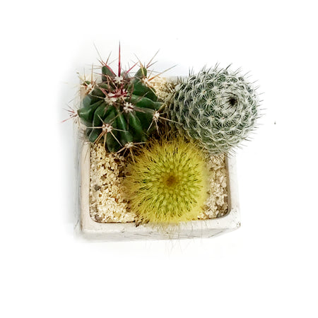 Cactus, 6in, Sierra Arrangement