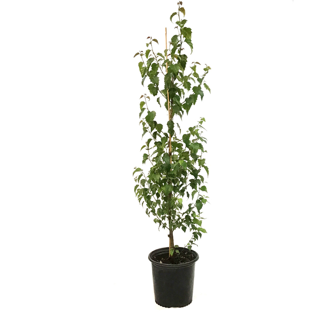 Birch, 2 gal, Dakota Pinnacle®