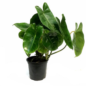 Philodendron, 4in,Burie Marx