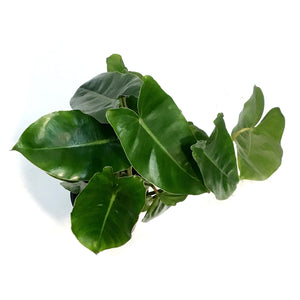 Philodendron, 4in,Burie Marx