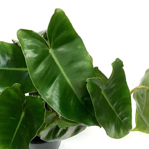 Philodendron, 4in,Burie Marx