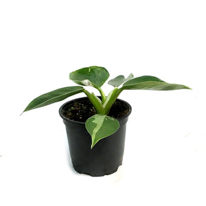 Philodendron, 4in, Punctata White Ver