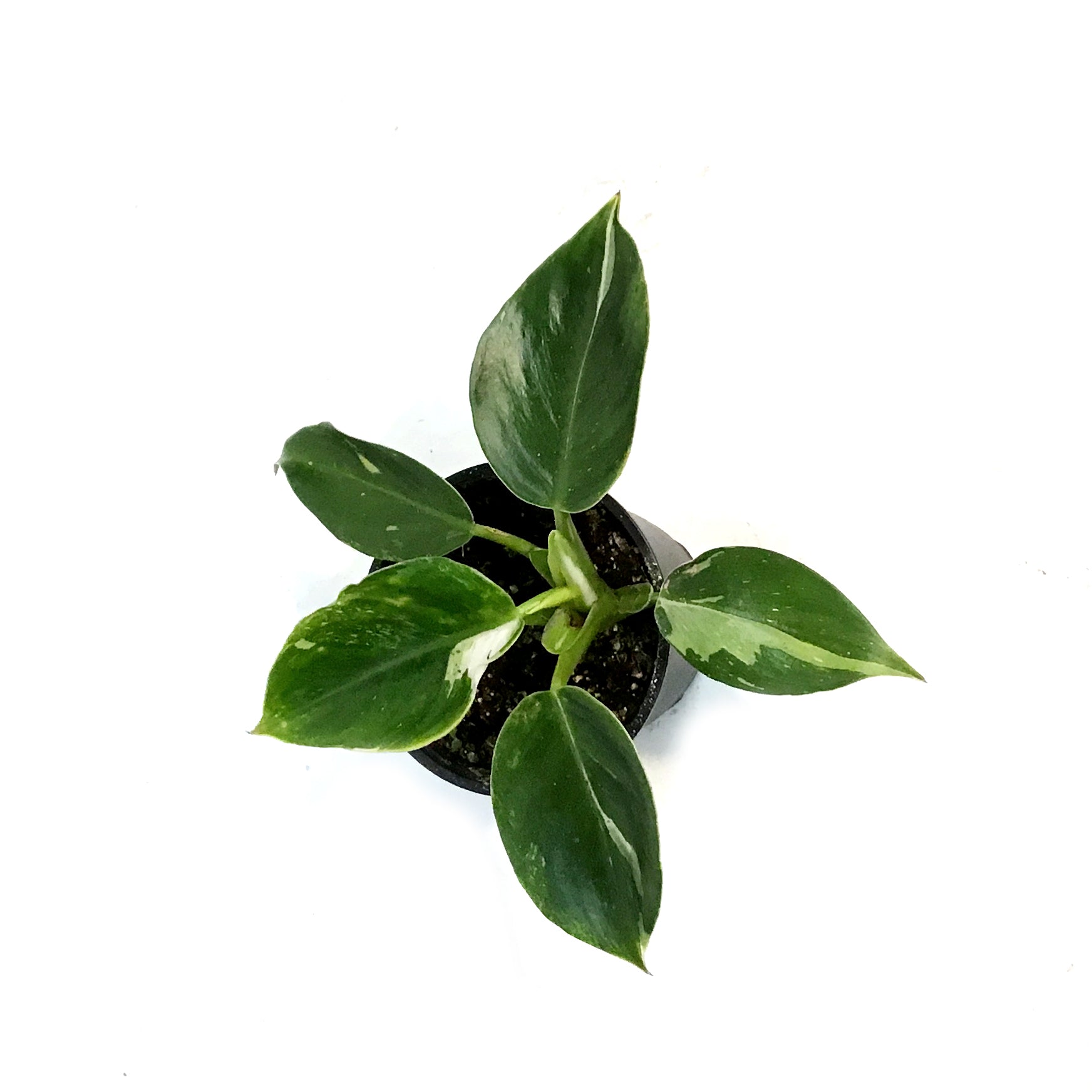 Philodendron, 4in, Punctata White Ver – Floral Acres Greenhouse & Garden  Centre