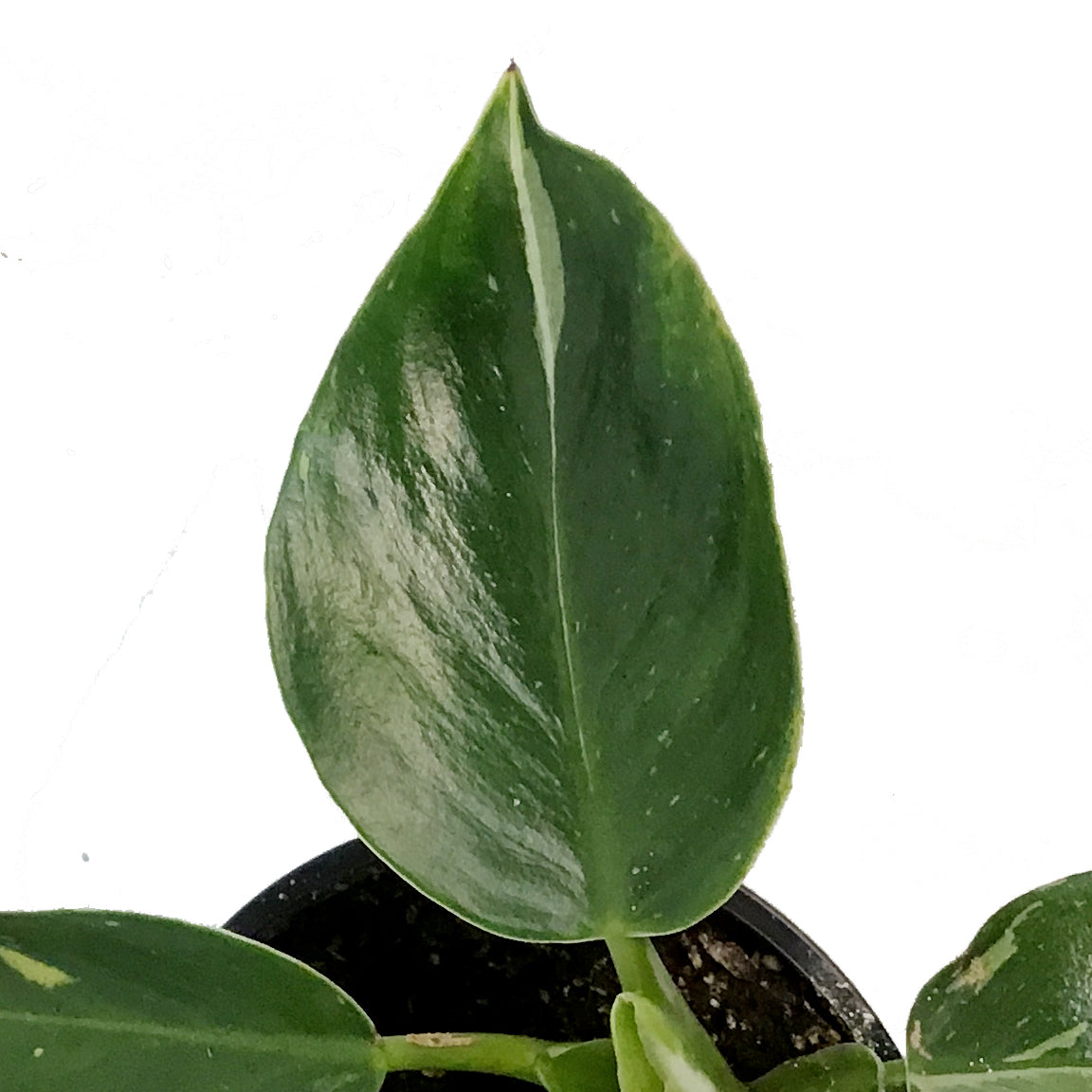 Philodendron, 4in, Punctata White Ver – Floral Acres Greenhouse & Garden  Centre