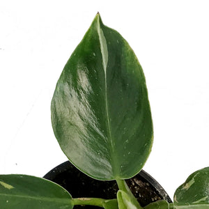 Philodendron, 4in, Punctata White Ver