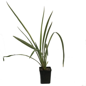 Phormium, 4.5in,Duet