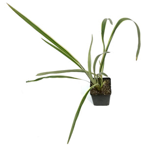 Phormium, 4.5in,Duet