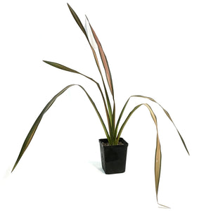 Phormium, 4.5in,Rainboe Sunrise