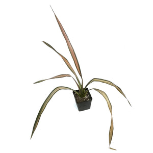 Phormium, 4.5in,Rainboe Sunrise