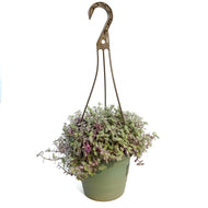 Callisa 6.5in Hanging Basket,Pink Lacy