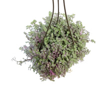 Load image into Gallery viewer, Callisa 6.5in Hanging Basket,Pink Lacy
