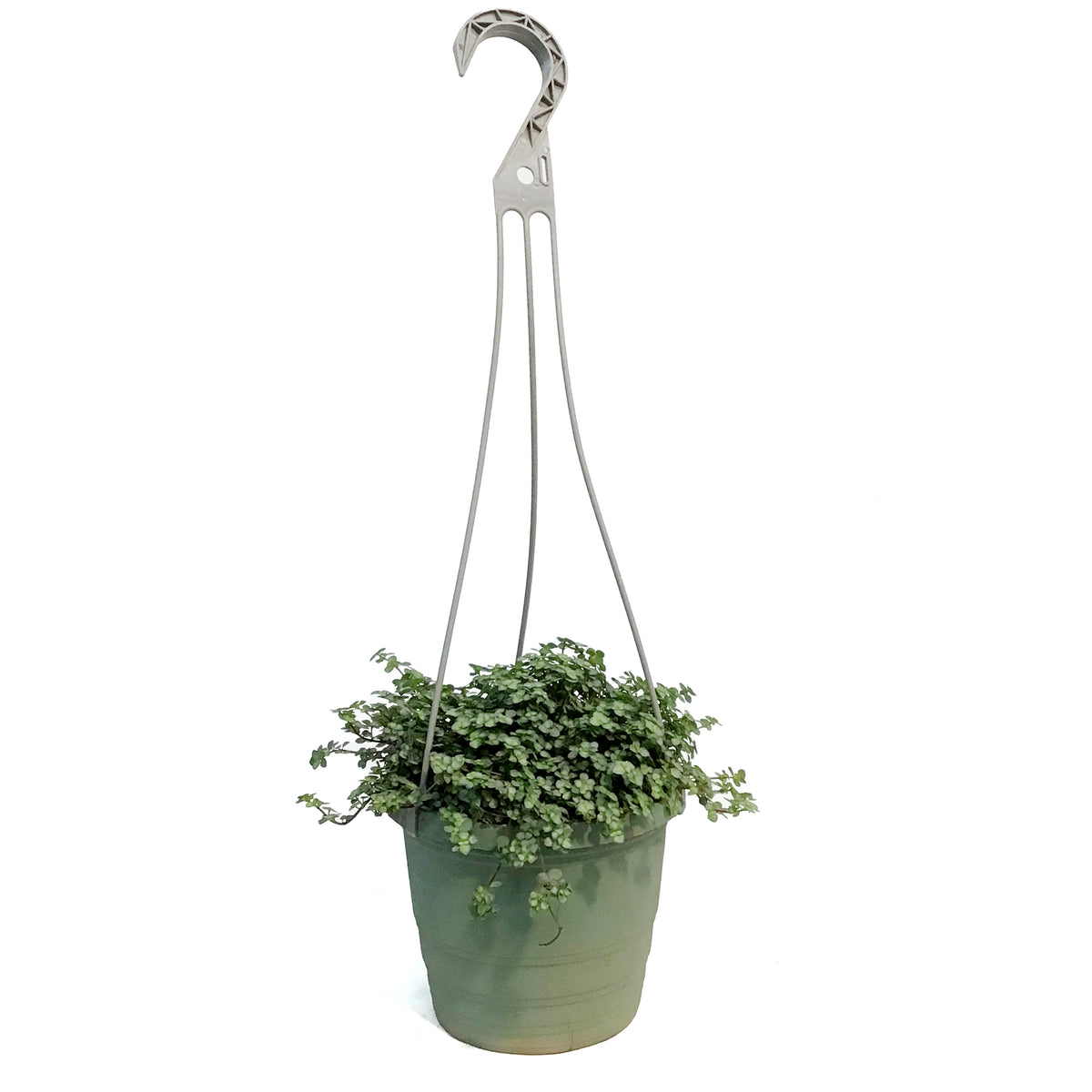 Pilea 6.5in Hanging Basket,Silver Trailing