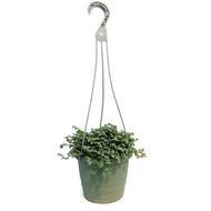 Pilea 6.5in Hanging Basket,Silver Trailing