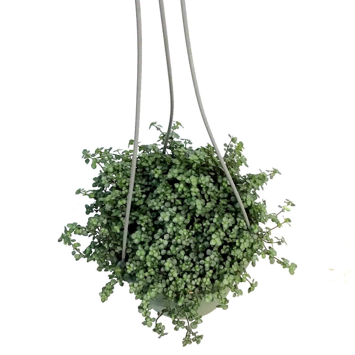 Pilea 6.5in Hanging Basket,Silver Trailing