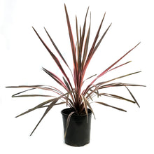 Load image into Gallery viewer, Cordyline, 6in, Southern Spledor
