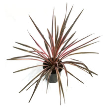 Load image into Gallery viewer, Cordyline, 6in, Southern Spledor
