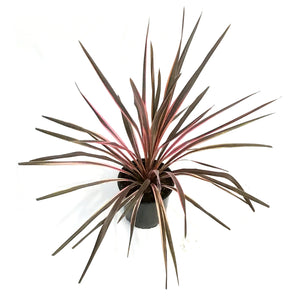 Cordyline, 6in, Southern Spledor