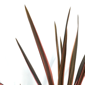 Cordyline, 6in, Southern Spledor