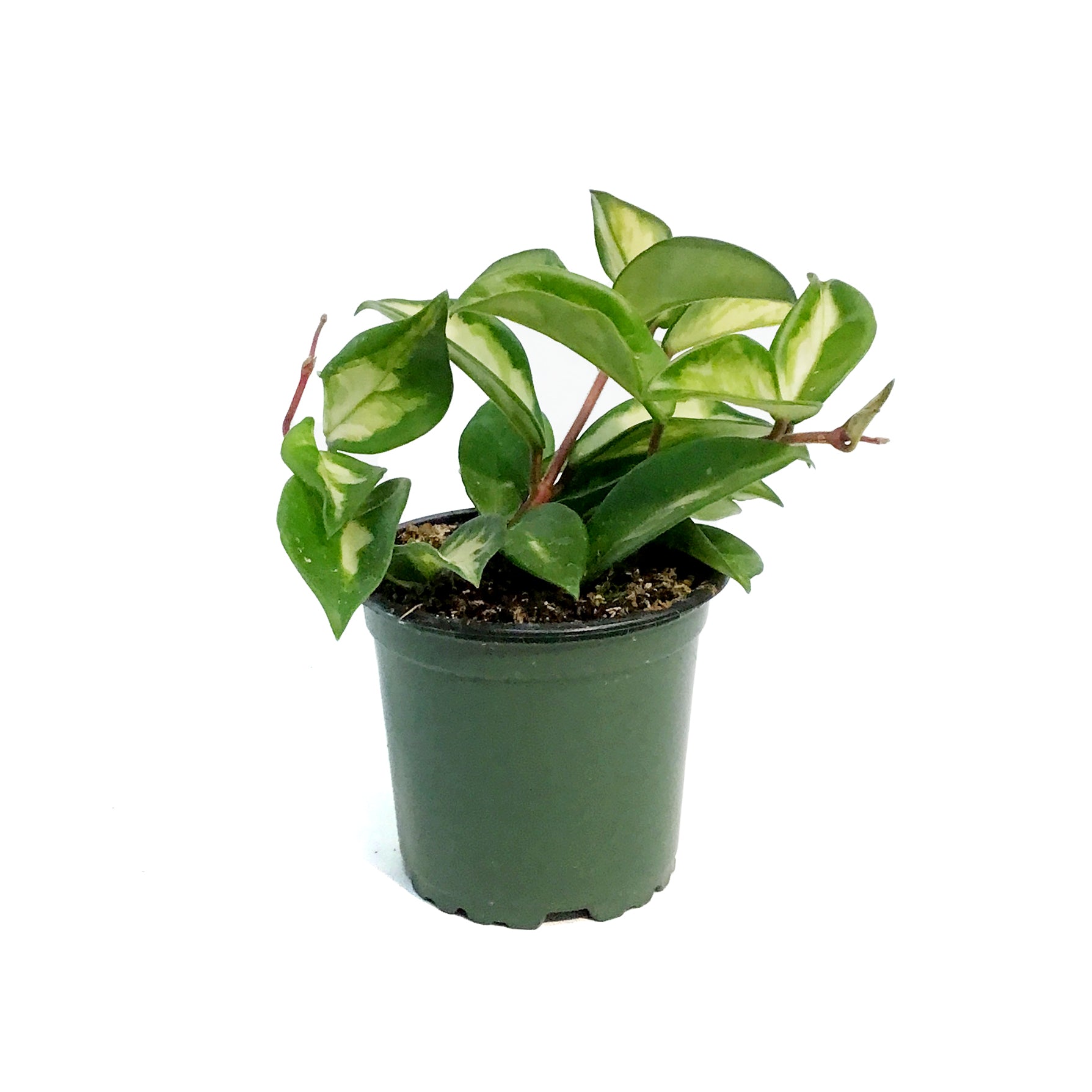 Exotic Plants – Tagged 