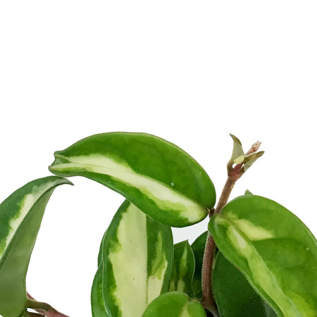 Hoya, 4in, Tricolour