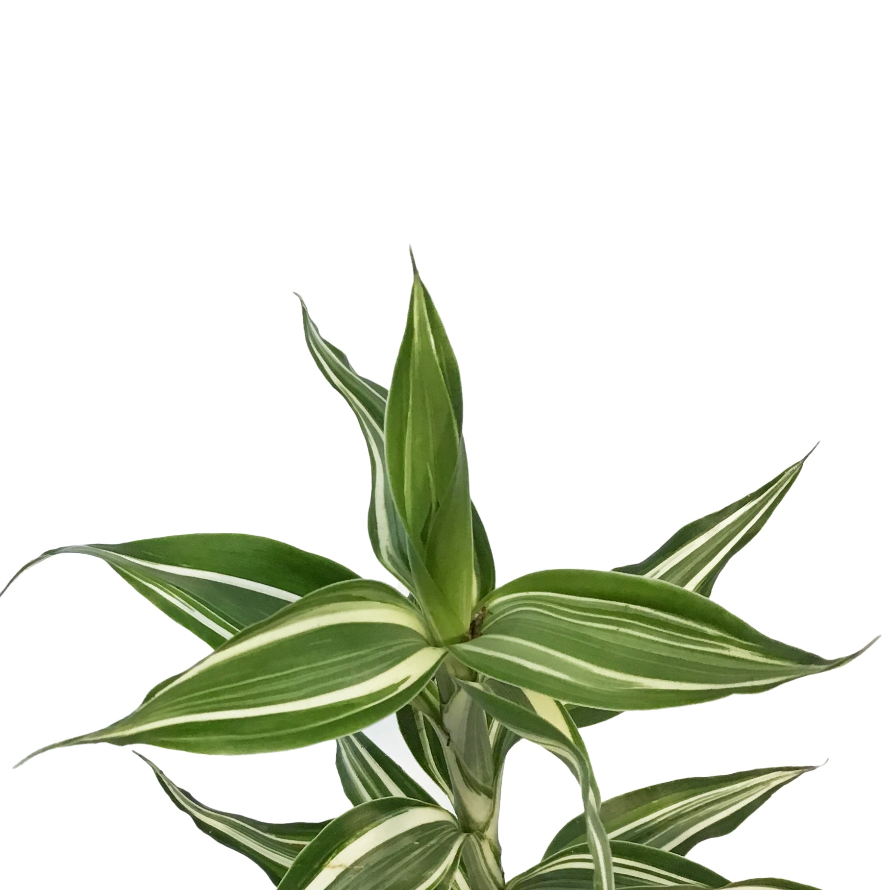 ribbon plant dracaena Dracaena, 2.5in, Sanderiana Ribbon Plant