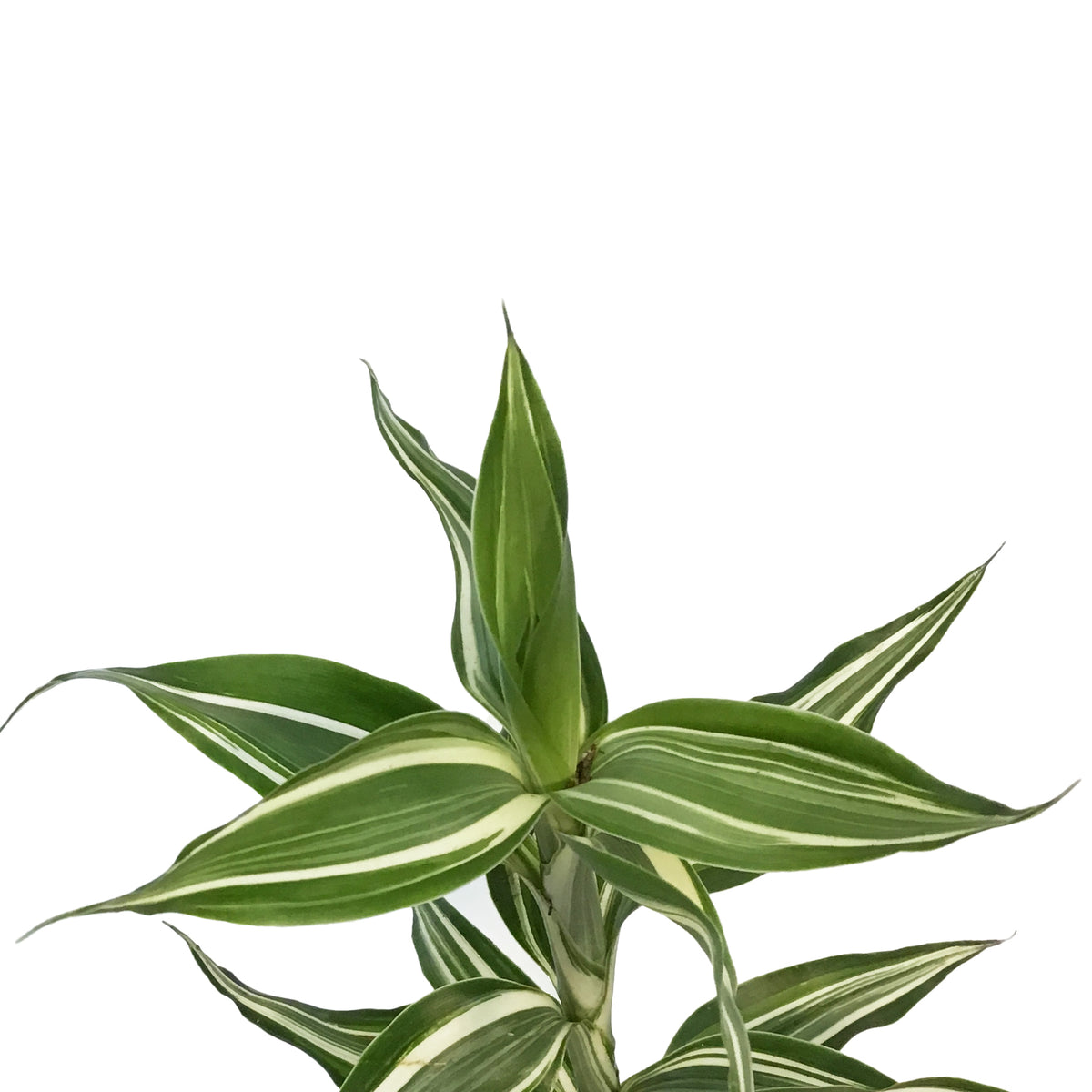 Dracaena, 2.5in, Sanderiana Ribbon Plant – Floral Acres Greenhouse ...