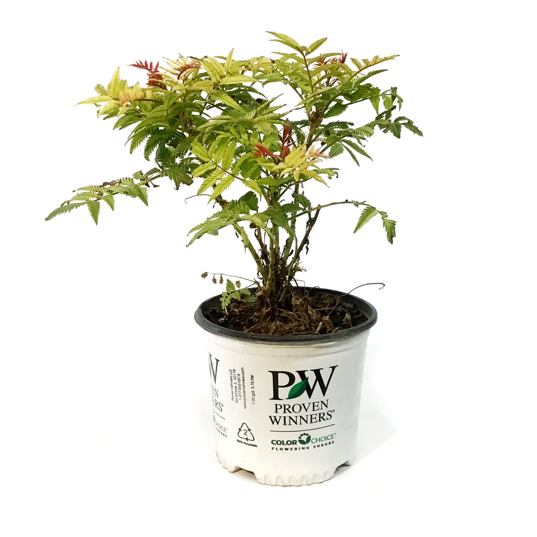 Spirea,8in,Mr.Mustard False Spirea