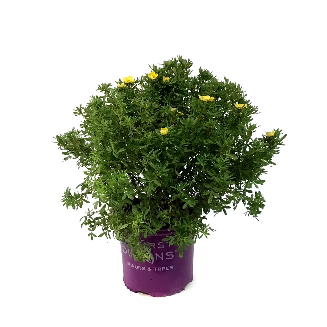 Potentilla, 8in, Marmalade