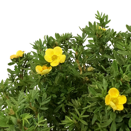 Potentilla, 8in, Marmalade