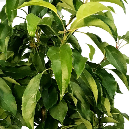 Crabapple, 7 gal, Flowering, Spring Snow