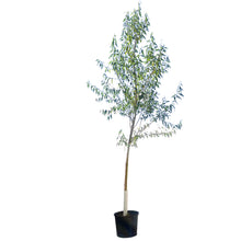 Load image into Gallery viewer, Willow, 7 gal, Golden
