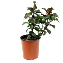 Load image into Gallery viewer, Heliopsis, 1 gal, Luna Rosa False Sunflower
