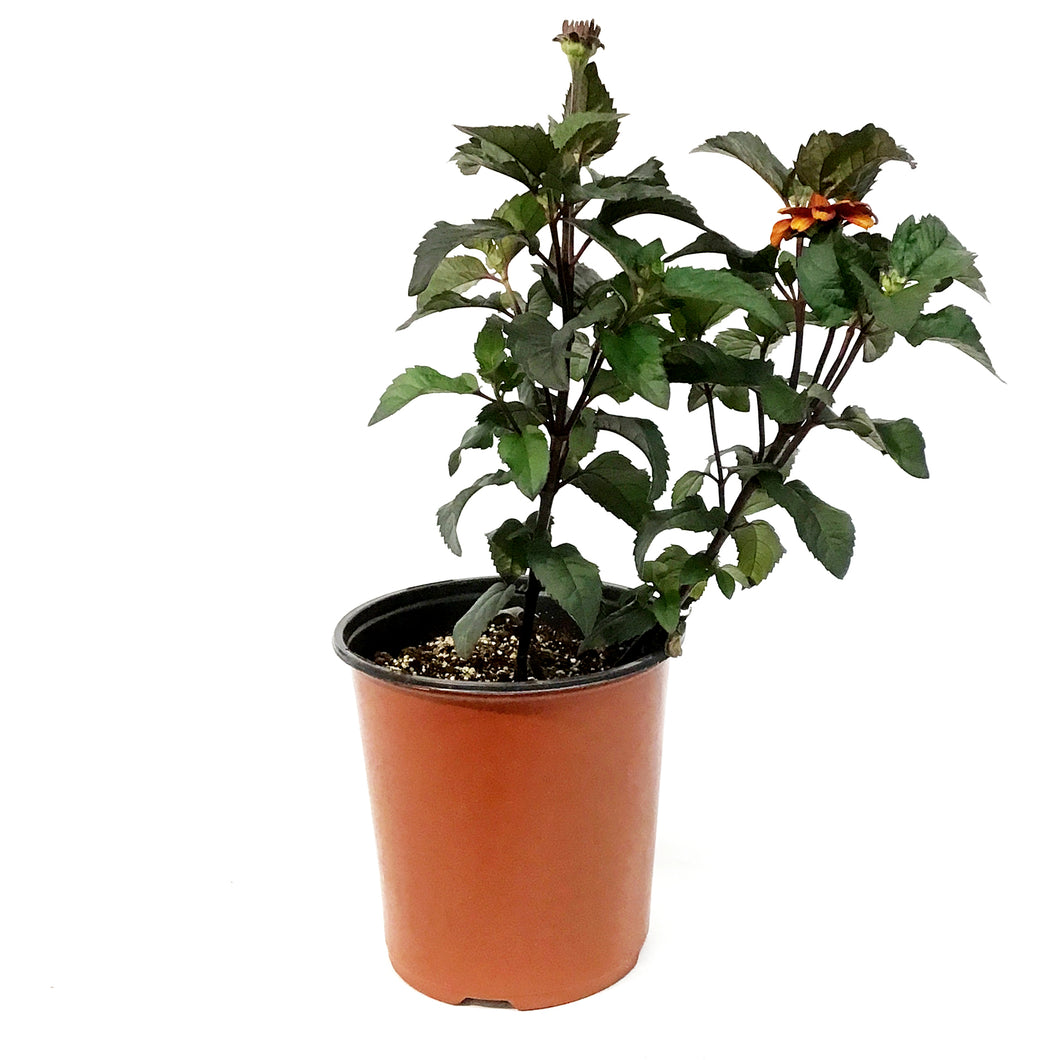 Heliopsis, 1 gal, Luna Rosa False Sunflower