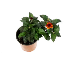Load image into Gallery viewer, Heliopsis, 1 gal, Luna Rosa False Sunflower
