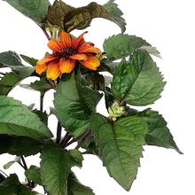 Load image into Gallery viewer, Heliopsis, 1 gal, Luna Rosa False Sunflower
