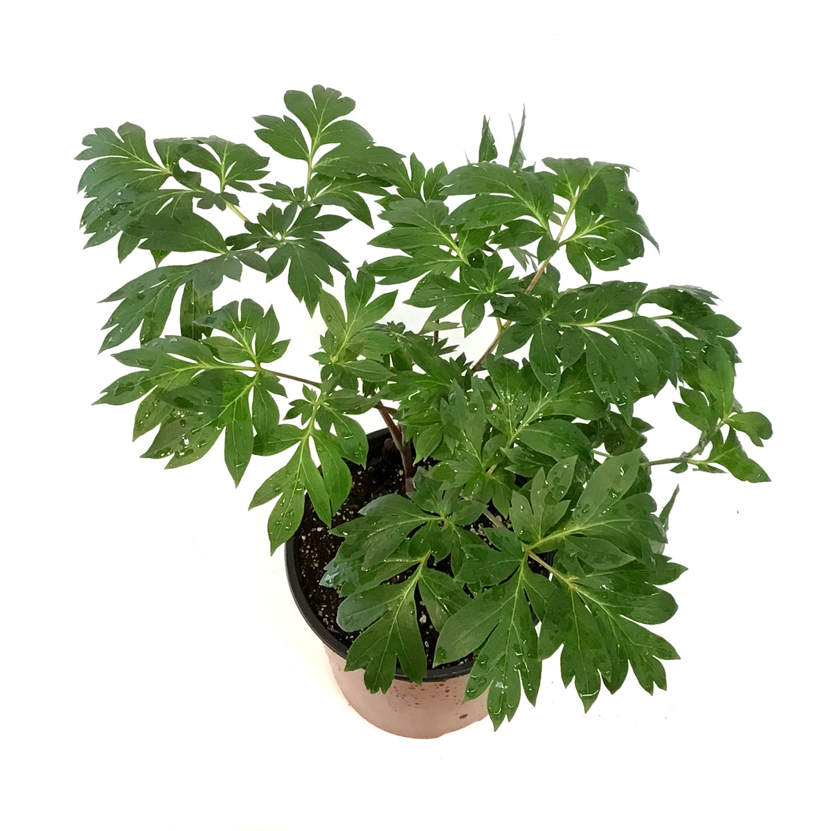 Peony, 1 gal,Pastel Splendour – Floral Acres Greenhouse & Garden Centre