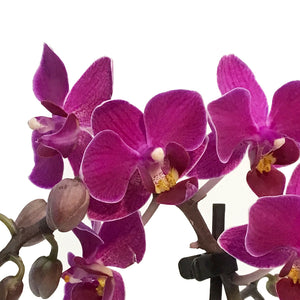 Orchid, 3.5in, Phalaenopsis Single Spike